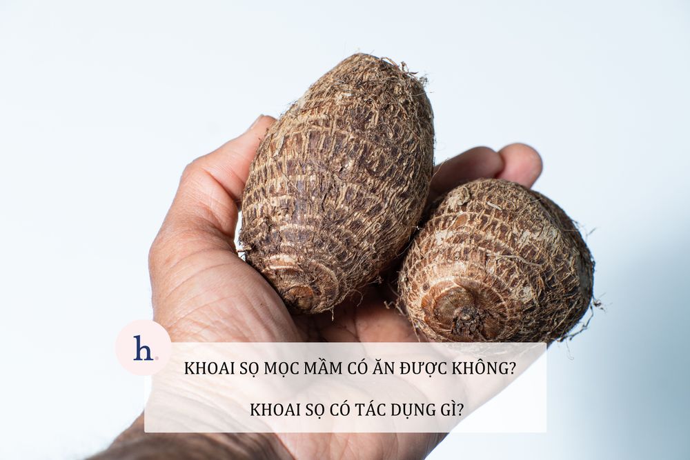 Khoai sọ mọc mầm có ăn được không? Khoai sọ có tác dụng gì?