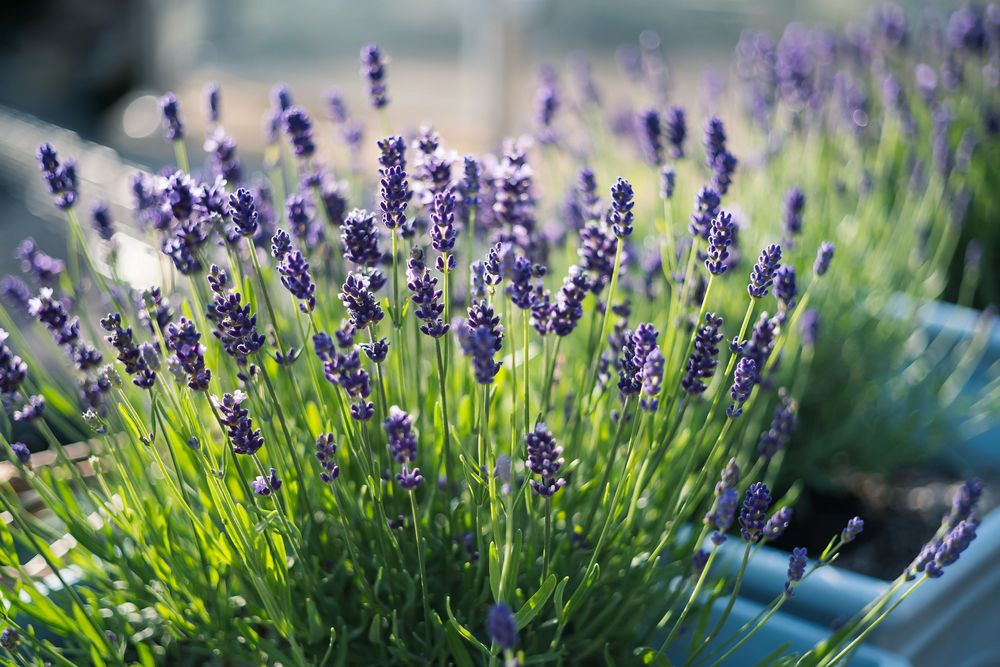 Trồng và chăm sóc hoa oải hương (lavender)