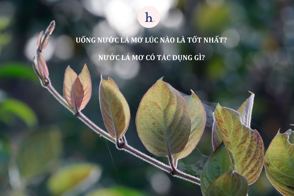 Uống nước lá mơ lúc nào là tốt nhất? Nước lá mơ có tác dụng gì?
